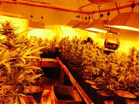 A couple were busted after cops in the Outaouais found about 1,000 pot plants growing in the dank and stinky home where they were living with their two little kids.SUBMITTED PHOTO