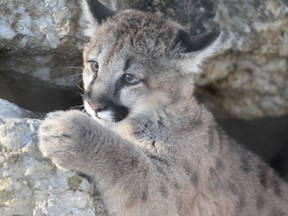 An orphaned female cougar cub now on display at Assiniboine Park Zoo has been named Teeka. (Chris Procaylo/Winnipeg Sun file photo)