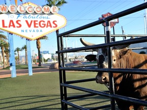Bushwacker, a world champion bucking bull, appears at the Welcome to Fabulous Las Vegas sign on October 25, 2014. (David Becker/Getty Images for Professional Bull Riders/AFP)
