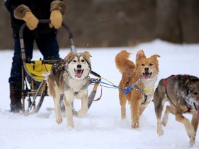 A team takes off during one of the seven sled dog races at Marmora SnoFest, Jan. 31, 2015. 
Emily Mountney-Lessard/The Intelligencer/QMI Agency