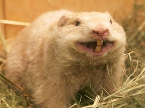 Wiarton Willie was all smiles backstage as he hammed it up for the media while warming up for his big moment at the annual prediction ceremony at the Wiarton Willie Festival in Wiarton last year. 
(The Sun Times\JAMES MASTERS\QMI Agency)