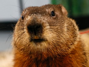 The groundhogs have spoken: an early spring is in store for Winnipeg. (Stan Behal/QMI Agency)