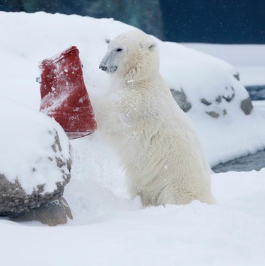 Humphrey, the polar bear, frolics in the snow at the Toronto Zoo, February 2, 2015. (Stan Behal/QMI Agency)