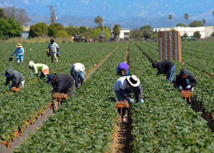 Seasonal workers begin arriving at Ontario farms Today'S Farmer