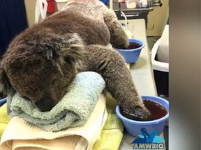 Jeremy the koala became an Internet sensation after it was rescued from a bush fire in Adelaide, Australia. Here, Jeremy's burned paws are dipped in medical solution. (Buzz:60 video screengrab)