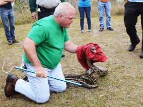 Mark Tamblyn, 50, prepares to secure a large Burmese python in a storage bag during a Florida Fish and Wildlife Conservation Commission "python patrol" training class in West Palm Beach, Fla., on Feb. 1, 2015. (REUTERS/Zachary Fagenson)