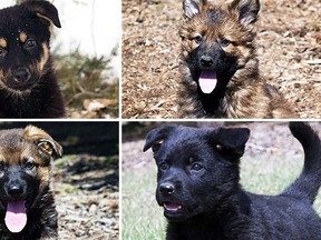 Mounties are asking the public for help in naming these service dog puppies. (Handout)