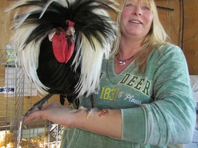 Sue Cristante holds one of the Polish breed chickens she raises in Sarnia. Cristante is president of the Sarnia Poultry, Pigeon and Pet Stock Association that is holding its 100th annual poultry show Saturday at the DeGroot's Nursery in Sarnia. PAUL MORDEN/THE OBSERVER/QMI AGENCY