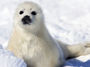 The European Union announced plans Friday to toughen its ban of seal hunt products. (AFP file photo)
