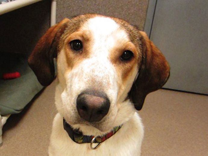 Sadie, dog at Edmonton Humane Society, gets worldwide attention