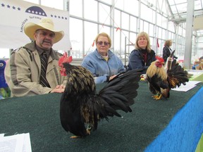Poultry show