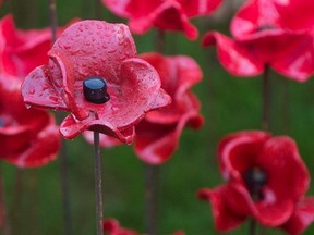 Poppies. 

REUTERS/Neil Hall/Files