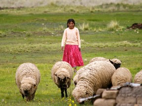 You can buy a sheep for a struggling family as a unique Valentine's gift for your sweetie.