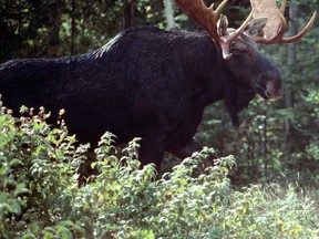 MooseCall