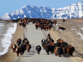 Ranchers move cattle to calving pastures and fresh grazing through the Porcupine Hills west of  Nanton, Alta., on Tuesday March 11, 2014. Mike Drew photo/QMI Agency.