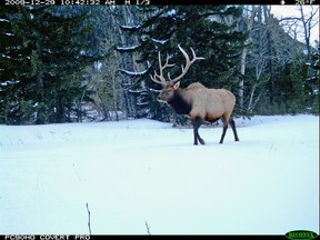 Waterton Park staff are setting up camera around the town site as part of a five-year project to track how wildlife navigate the area. Photo submitted by Parks Canada.