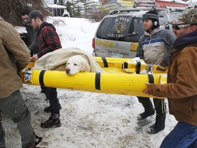 Missing yellow lab Turbo, 10, is being carried home by Prince Edward County volunteer firefighters after they rescued her 50 feet out on the Bay of Quinte, across from Eastern Avenue, early Tuesday afternoon, Feb. 10, 2015. - JEROME LESSARD/THE INTELLIGENCER/QMI AGENCY
