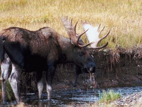A bull moose (Toronto Sun files)
