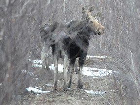 Two moose walk down a path near the old Thayer Lindsley Mine on Highway 69 North in this April 2013 file photo.
GINO DONATO/THE SUDBURY STAR