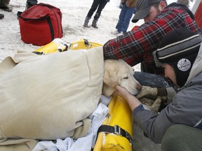 Prince Edward County volunteer firefighter Daniel Braun, right, looks after missing yellow lab Turbo after she was rescued on the Bay of Quinte, across from Eastern Avenue, early Tuesday afternoon, Feb. 10, 2015. However, Turbo had to be euthanized a couple hours later due to suffering from cognitive dysfunction syndrome, a decline in the mental faculties associated with thinking, recognition, memory, and learned behaviour. - JEROME LESSARD/THE INTELLIGENCER/QMI AGENCY