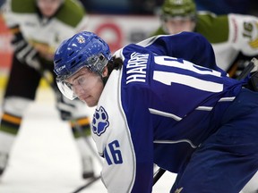 Sudbury Wolves centre Jake Harris prepares to take a faceoff against the North Bay Battalion on Wednesday. Harris has nine points in seven games heading into a visit by the London Knights on Friday. Gino Donato/The Sudbury Star/QMI Agency