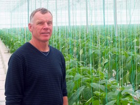 Jack Greydanus stands amongst the produce at the Enniskillen Pepper Co., where the Petrolia-area enterprise business is marking its 10th year in operation. (BRENT BOLES/ QMI Agency)