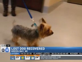Nicholas, a one-year-old Yorkshire terrier, was reported missing in Tucson, Arizona, in October and was located in Howard, Wisconsin, just north of Green Bay on Feb. 6. (abc6onyourside.com screengrab)