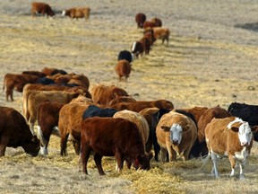 Cattle graze in a pasture in the foothills of the Rocky Mountains west of Calgary, Alberta in a January 23, 2006 file photo. Canada confirmed on February 13, 2015 that it had found a case of bovine spongiform encephalopathy (BSE), also known as mad cow disease, in a beef cow in the province of Alberta. The case is the first in Canada since 2011. A statement from the Canadian Food Inspection Agency (CFIA) said no part of the cow had reached the human food or animal feed systems.. REUTERS/Patrick Price