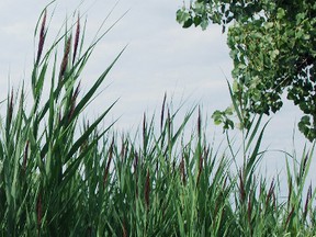 Phragmites are an invasive species of plant that are destroying the local habitat around Lake Margaret in St. Thomas. (Ben Forrest, Times-Journal)