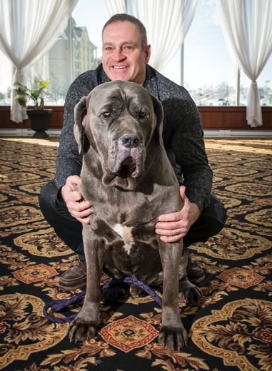 Neapolitan mastiff next to hot sale horse