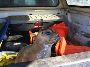 This seal was captured by RCMP along a Nova Scotia highway and released back into the wild. (RCMP)