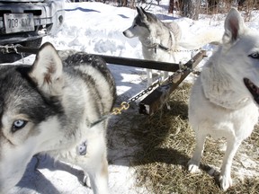 Family Day is for everyone, even for Tweed, Ont. musher Steven Shilleto's dogs seen here during Winter Family Fun Day at O'Hara Mill Homestead in Madoc, Ont. Monday, Feb. 16, 2015. - JEROME LESSARD/THE INTELLIGENCER/QMI AGENCY