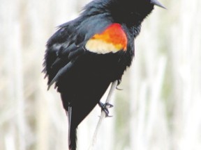 Male red-winged blackbirds usually arrive back in Southwestern Ontario in late February and early March. Females arrive several weeks later and then build nests. (PAUL NICHOLSON, Special to QMI Agency)
