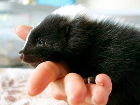 Photo of baby skunk provided by Alberta Institute for Wildlife Conservation