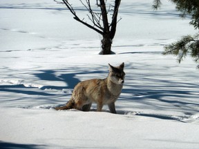 Tim Merla of St. Charles Lake Road in Greater Sudbury is this week's Sudbury Star Outdoor's Photo Contest winner for this photo of a coyote walking through his back yard last week. Merla wins a pair of Science North passes for submitting the winning entry. Send photos to be included in the contest to sud.outdoors@sunmedia.ca.