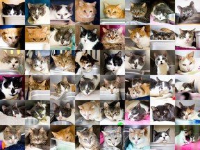 The Lincoln County Humane Society confiscated 49 cats from a Beamsville, Ont., house following the execution of a search warrant on Monday, Feb. 2, 2015. Two more were removed this week. All of the cats are currently being cared for at the LCHS. (Julie Jocsak/QMI Agency)