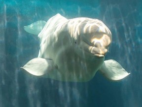 Nanuq, estimated to be 31 or 32 years old, died Thursday, SeaWorld Orlando confirmed on its Facebook page.
(Photo courtesy of SeaWorld)