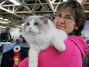 Lafayette, 9-month-old Ragdoll, made his debut in the adult categories at the Canadian Cat Association's Cat Show  in Kingston, Ont. on Sunday February 22, 2015. Pictured with owner Janice Fritz of Waterloo.  Steph Crosier/Kingston Whig-Standard/QMI Agency