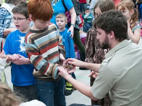 Shane McConnell, Little Rays Reptile Zoo director of marketing and sponsorship, let a visitor hold a tarantula during the Wildlife Festival held at the Royal Canadian Legion Hall on Feb. 18.