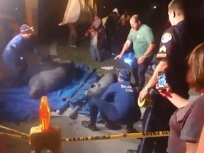 More than a dozen Florida manatees, apparently seeking greater warmth during a recent cold snap, swam into a large drainage pipe from a marine inlet near Cape Canaveral and got stuck, leading to an unorthodox rescue effort by wildlife officers.
(Screenshot from YouTube)