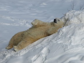 Polar Bear