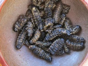 Insects are a complete source of protein. (Supplied photo)