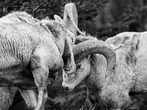 "I'm up here taking pictures of sleeping sheep and they're down there winning awards," said John Launstein on deciding to not head toward the crashing sounds like his children Jenaya and Josiah. It was late in the day and low light in Waterton Lakes National Park. John remembered it would have had to be a perfect shot to get anything useful out of a moment of action. Josiah Launstien, 10, won Young Outdoor Photographer of the Year with the above photo. Jenaya Launstein, 17, was commended in the same competition, which received over 10,000 entries. All photos used in this story are courtesy of John, Jenaya and Josiah of Launstein Imagery.