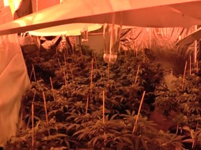 A screenshot taken from the ALERT video shot inside a Calgary-area grow-op that was taken down recently by the Green Team (Youtube)