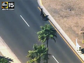A pair of llamas were spotted running in the streets in Arizona by news cameras. (ABC 15)