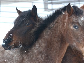 The B.C. SPCA says caring for horses that have been seized is more complicated than other animals. (QMI Agency file photo)
