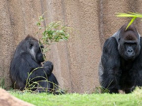 Two gorillas are pictured in their enclosure at the zoo in Los Angeles, California in this file photo taken January 28, 2015. Revealing new details about the origins of AIDS, scientists said on March 2, 2015, half the lineages of the main type of human immunodeficiency virus, HIV-1, originated in gorillas in Cameroon before infecting people, probably via bushmeat hunting.  REUTERS/Mario Anzuoni/Files