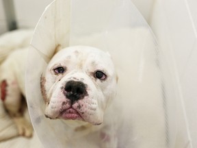 Ruby, a young bulldog found wandering near a southeast strip mall in September 2014, died of her injuries during surgery, however a subsequent investigation has lead to charges against three people. PHOTO COURTESY CALGARY HUMANE SOCIETY