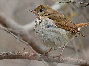 A Hermit Thrush
(Photo by Matt MacGillivray)