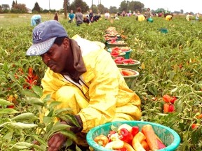 Canadian and migrant workers harvest hot peppers near Chatham.
